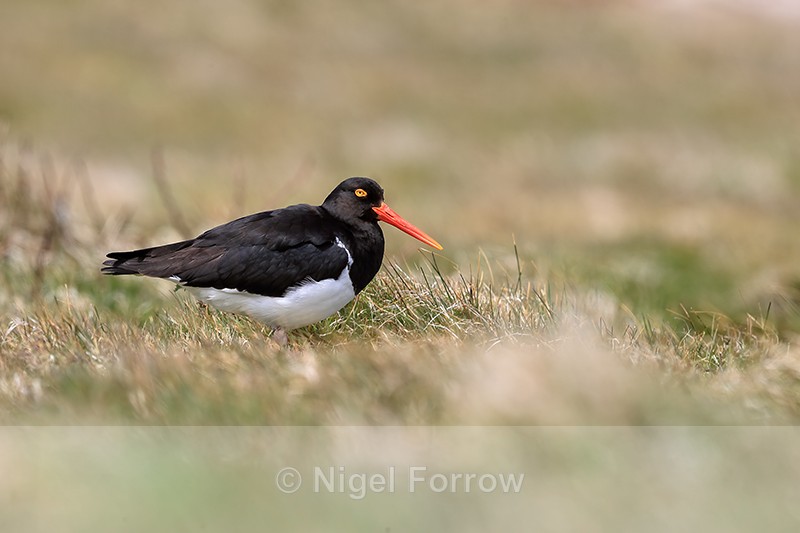 Magellanic Oystercatcher standing on grass, Carcass Island, Falklands - Magellanic Oystercatcher