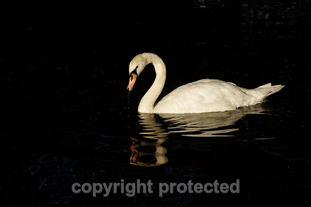 Mute Swan - River Devon - Nottinghamshire - Birds