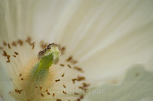  - Botanical/Macro