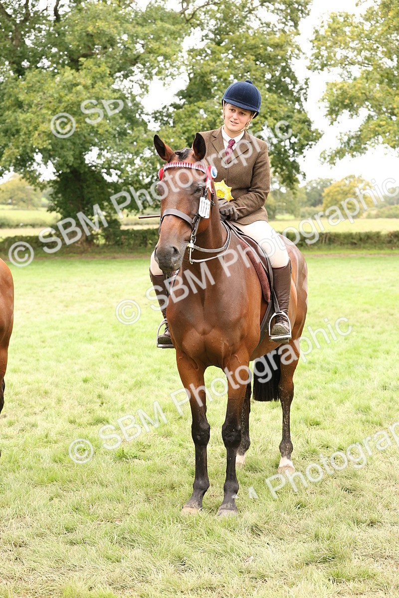 SBM_64339 - S65 - Riding Horse & Hack & Thoroughbred Ridden