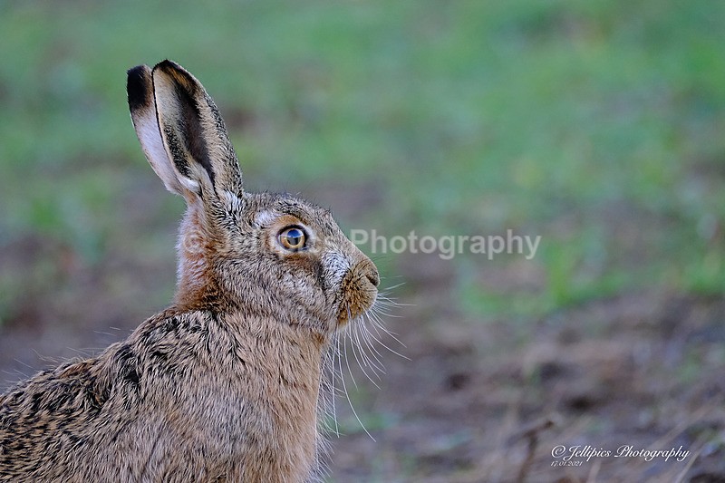  - Wildlife and Nature