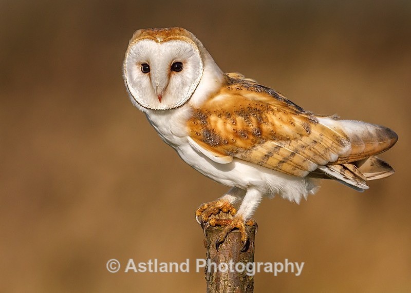 Astland Photography, Bird and Wildlife Images, Susan and Peter Wilson, U.K.