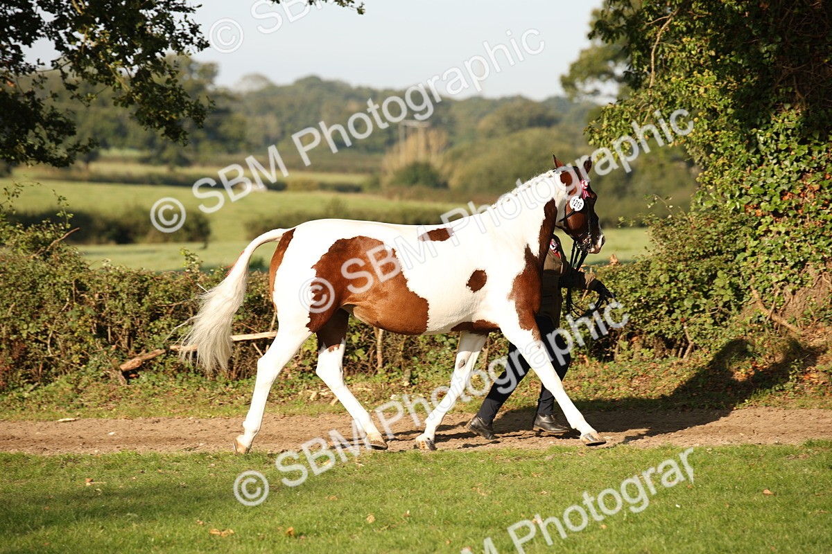 SBM_58693 - S51 - Piebald & Skewbald Horse In Hand