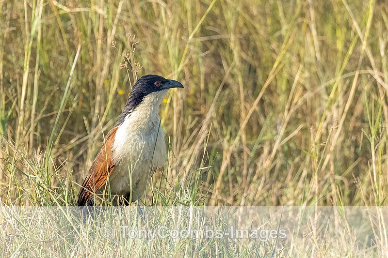 Coppery-tailed Coucal - Botswana ~ Birds