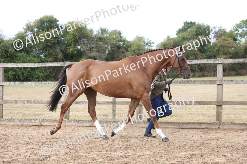 20260831-1924 - Class 5 - Retraining of Racehorses