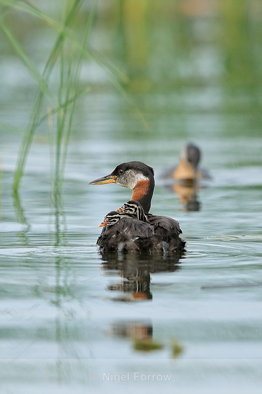 Red-necked Grebe chicks resting on back of parent, Minnesota, USA - Red-necked Grebe
