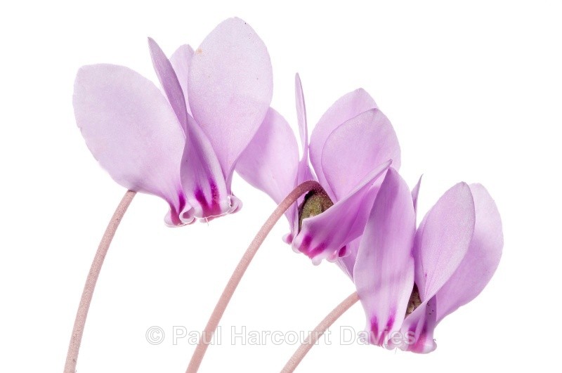 Sowbread (Cyclamen hederifolium) - Plants - WB