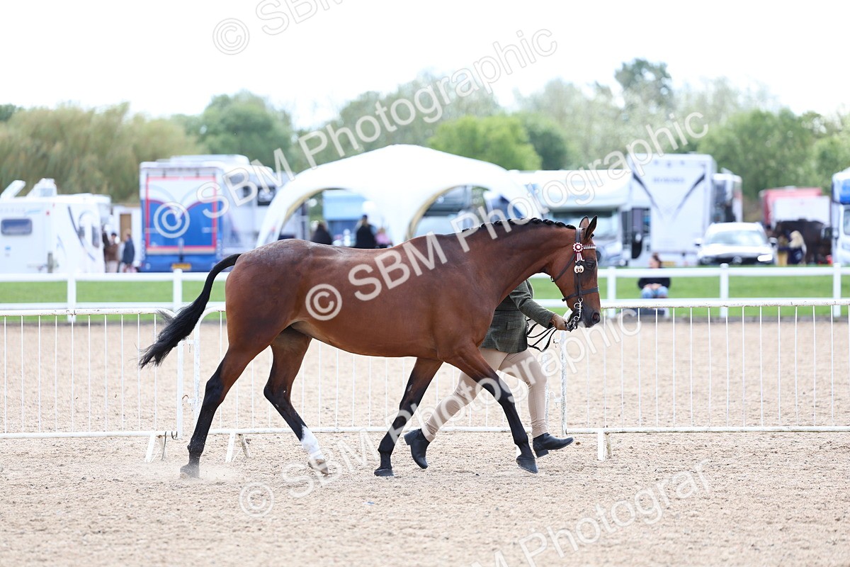 SBM_15329 - Class 312 - IH Competition Horse-Pony