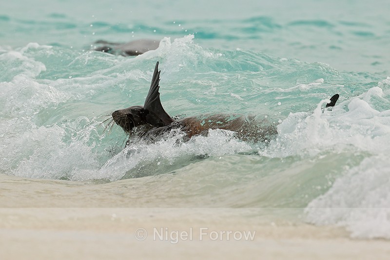 Galapagos Sea Lion rolling in surf, Espanola, Galapagos - Sea Lion