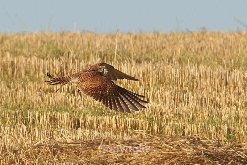 Kestrel Hunting,County Louth - Birds of Prey