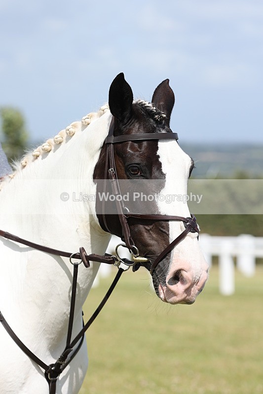 JPP_2372 - Class 19: Working Hunter 60cm