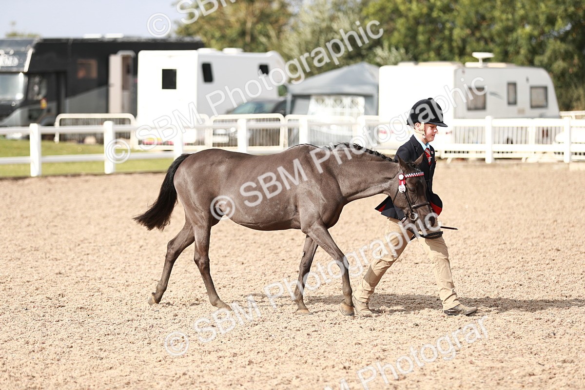 SBM_11020 - Class 205 IH Show Pony/ Show Hunter Pony