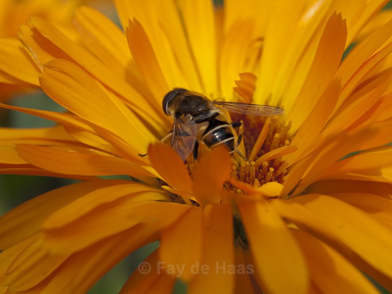  - The Glow of Summer