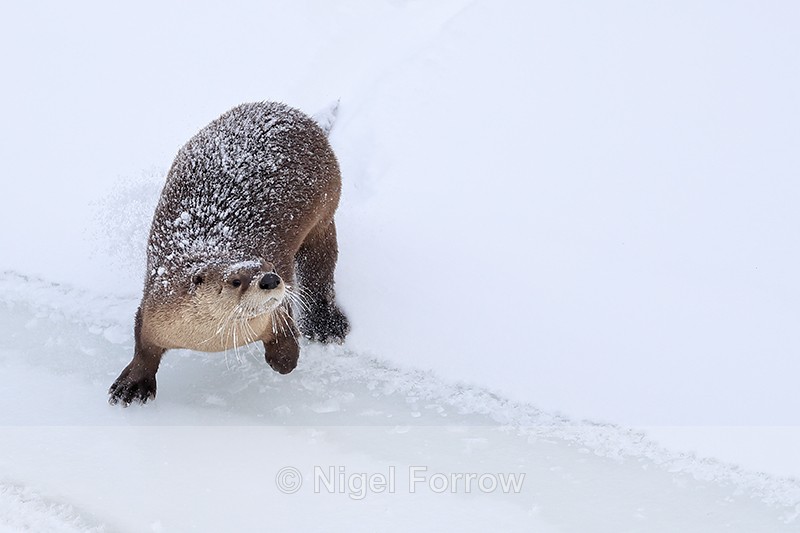 River Otter on Yellowstone River in winter - Otter