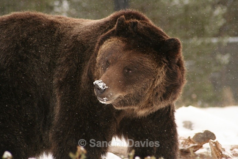  - Yellowstone