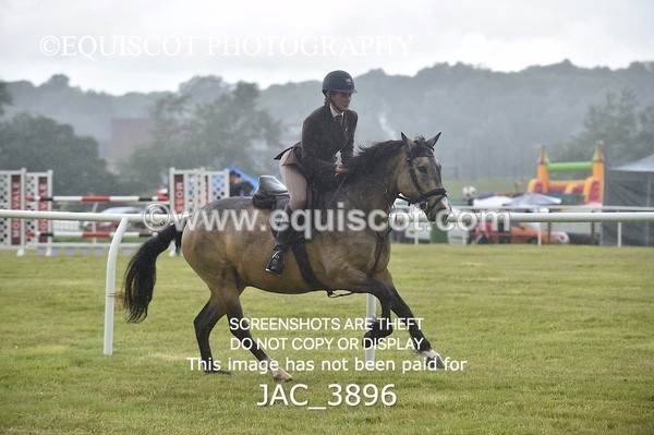 JAC_3896 - 55cm WORKING HUNTER