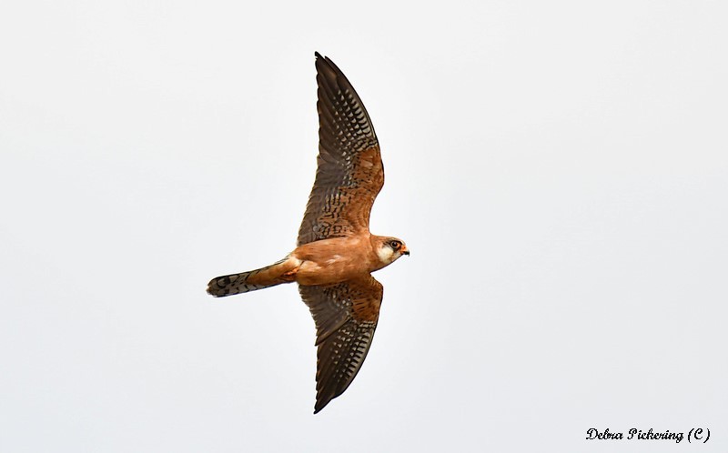 Red-footed Falcon - Birds Of Prey
