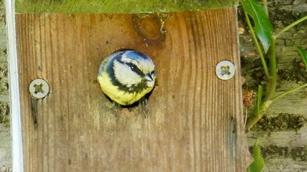 Blue Tit - BIRDS & INSECTS
