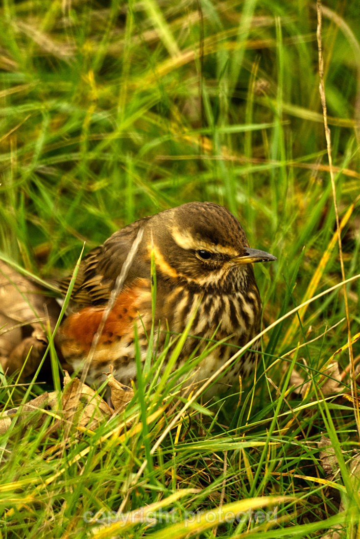 Redwing - Gibraltar Point - Lincolnshire - Birds