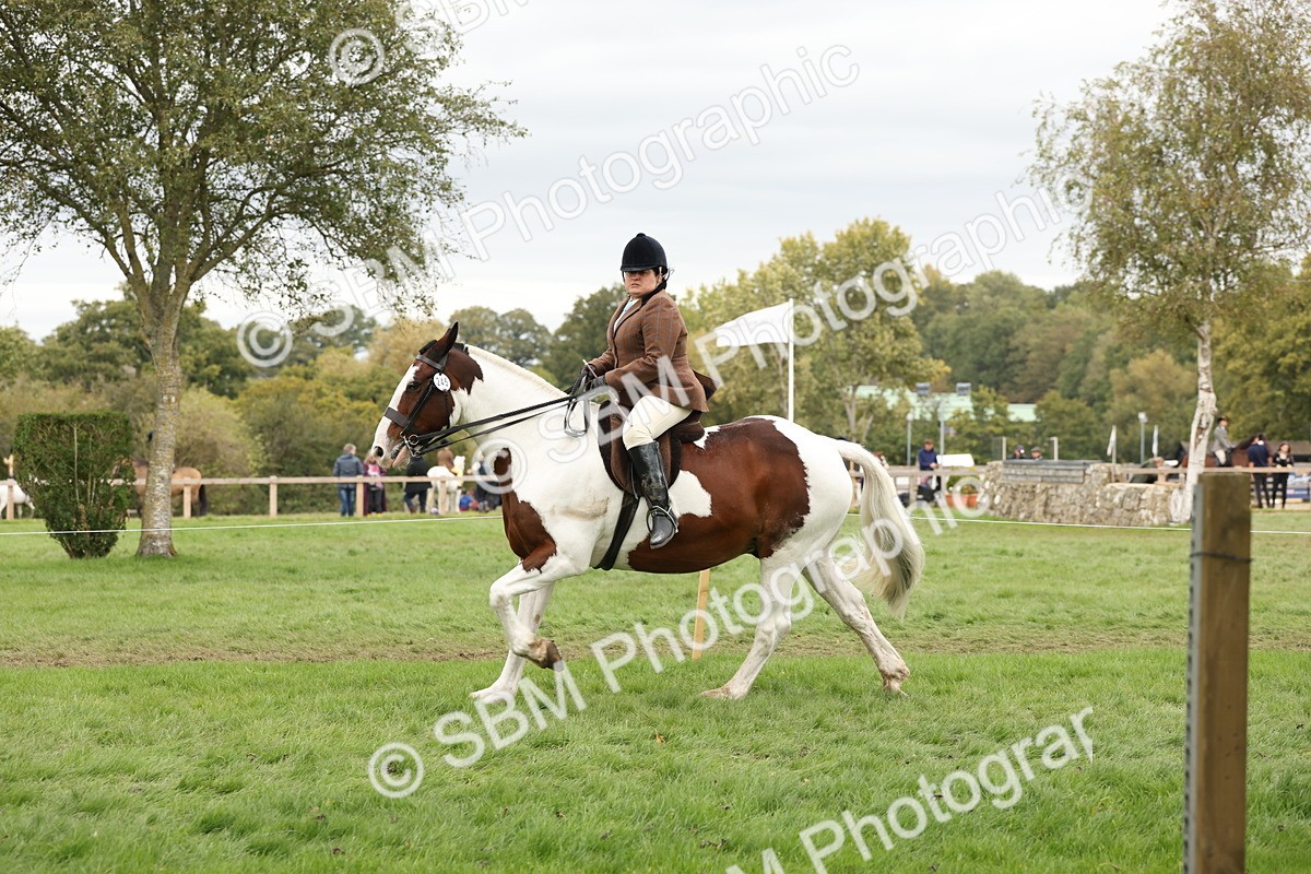 SBM_67269 - S67 - Piebald & Skewbald Horse Ridden