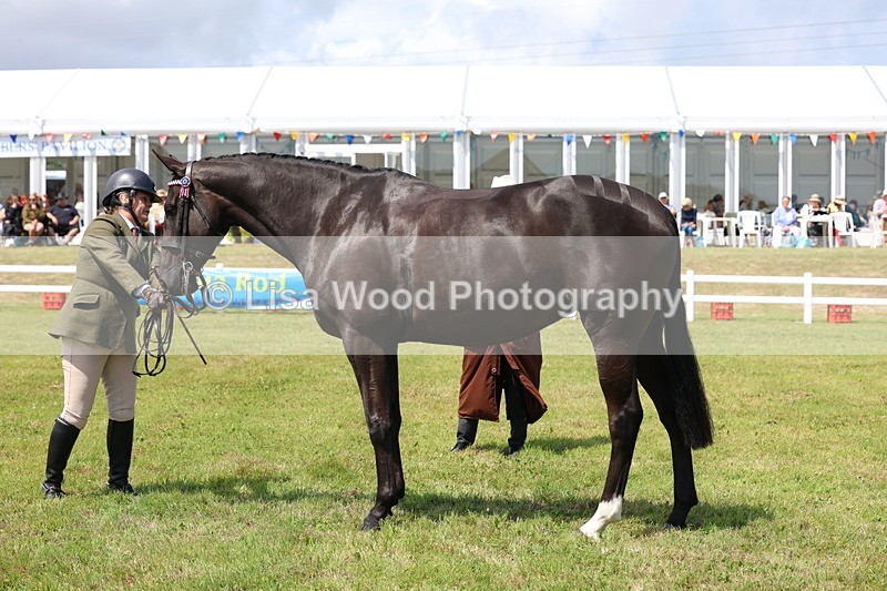 3E7A1227 - Class 8: Open Riding Horse/Hack