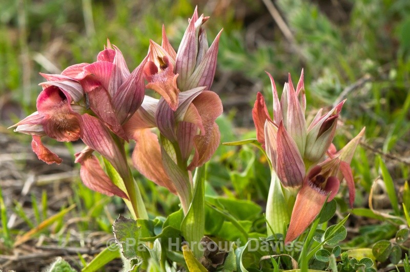 Scarce Serapias (Serapias neglecta) - Orchids - Serapias