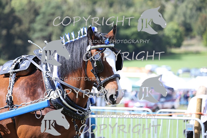 APP_3586 - Class 7 Turnout for a single or pair