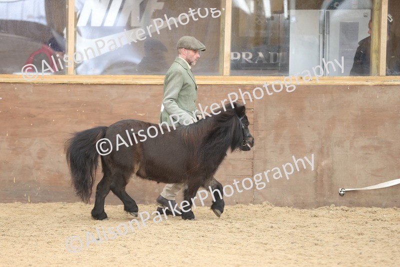 20251109-0291 - Class 13 - Mares 4 Years and Over