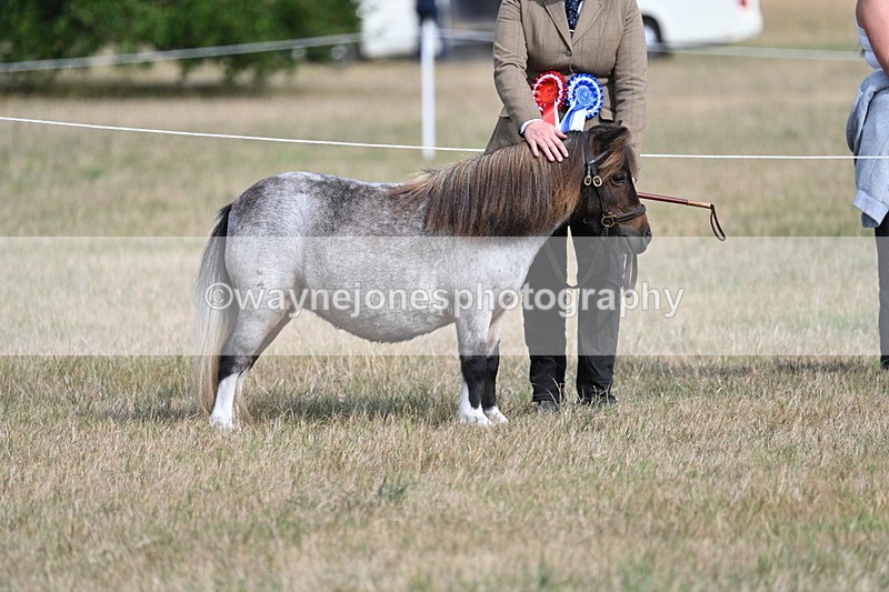 WJ7_8192 - In-hand Championship