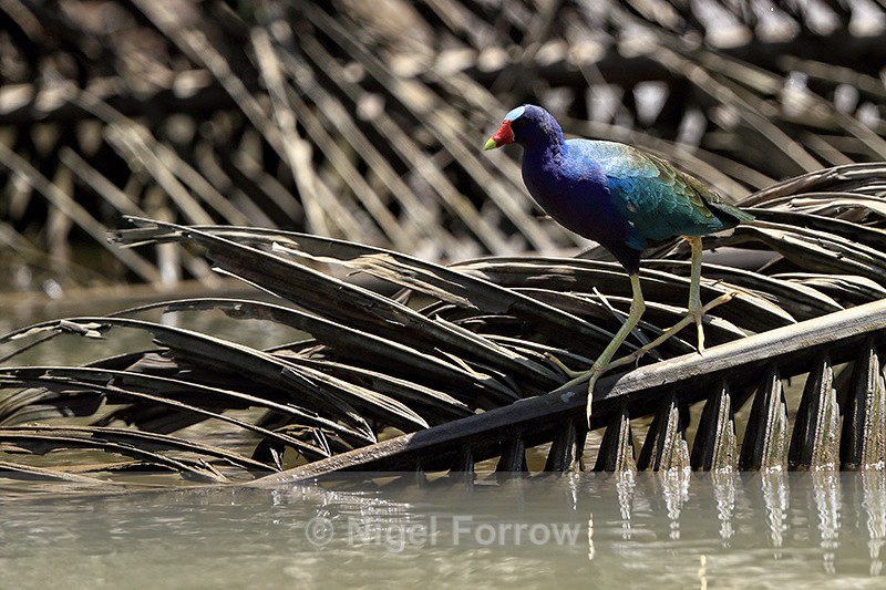 Purple Gallinule on palm frond, Costa Rica - Purple Gallinule