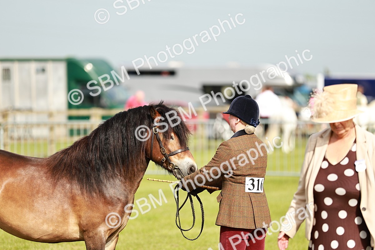 SBM_00463 - Class 14-23 - Mountain & Moorland In Hand Non Welsh