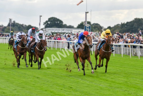 230923-Race 1-Invincible Molly-5862 - Race 1 2.00pm Jigsaw Sports Branding EBF Fillies' Novice Stakes