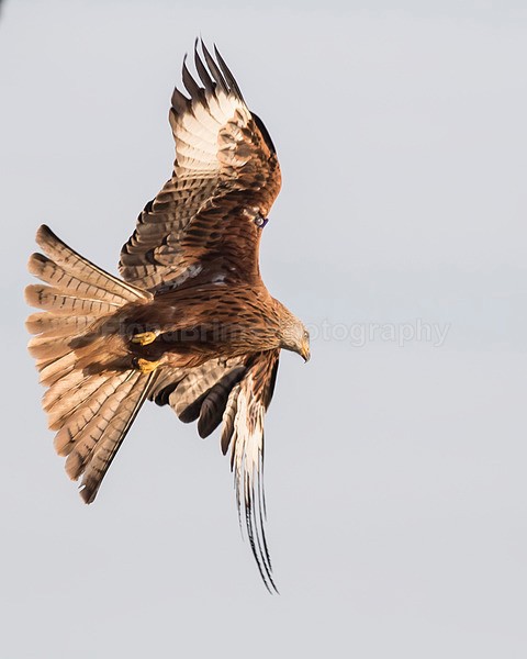 argaty jan -142 - Birds of Prey