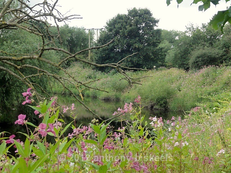045 Aproaching Lake Lock the  Wakefield jungle  becomes more  of a WAY - SAINT PAULINUS PILGRIMAGE TRAIL