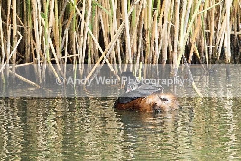 20120605-_MG_0122 - Black-necked Grebe