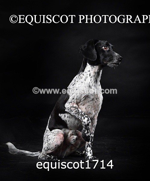 equiscot1714 - TAM
