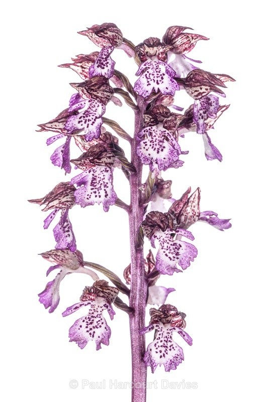  - WB: Orchids - Orchis