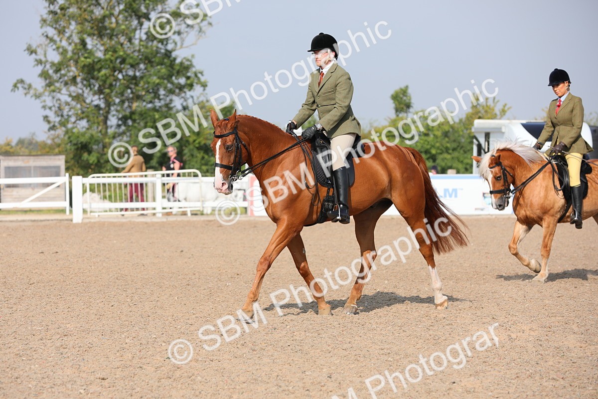 SBM_11359 - Class 305 Ridden Foreign Breeds- Pure Bred