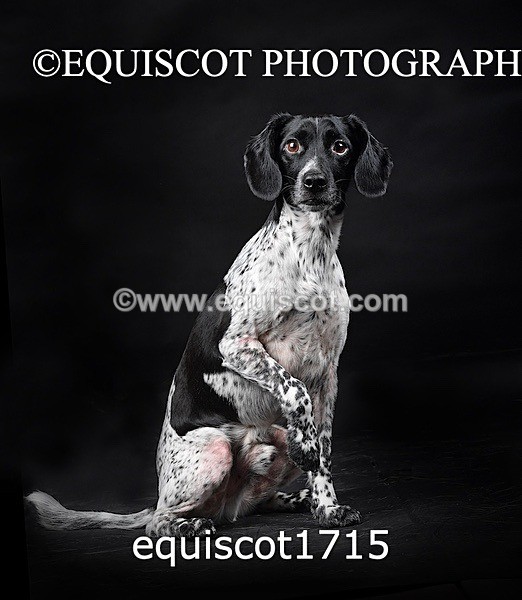 equiscot1715 - TAM