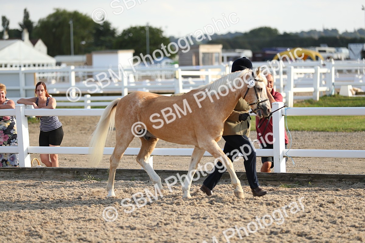 SBM_08936 - Class 29 IH Veteran Pony