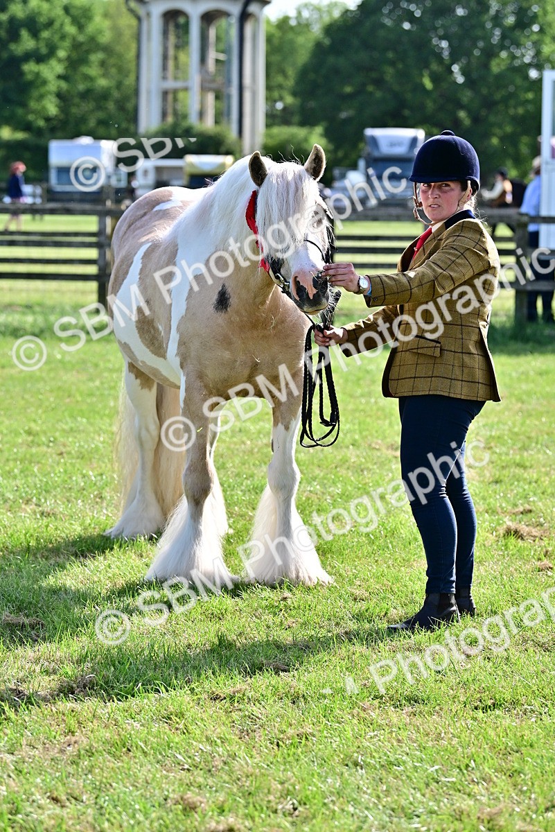 SBM_10155 - Class 63-65 - Traditional Gypsy Cobs In Hand & Ridden