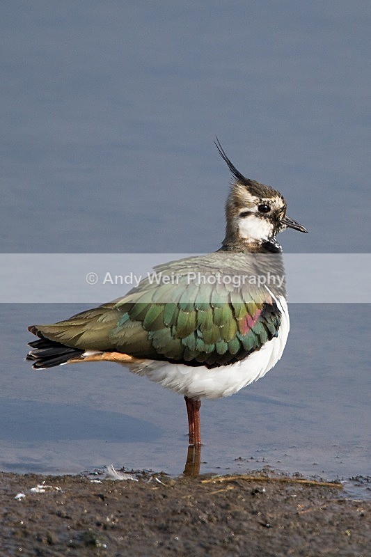 20120324-_MG_9651 - Lapwing