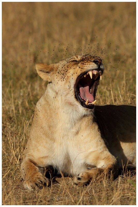 Lion Flies - Kenyan Safari 2013