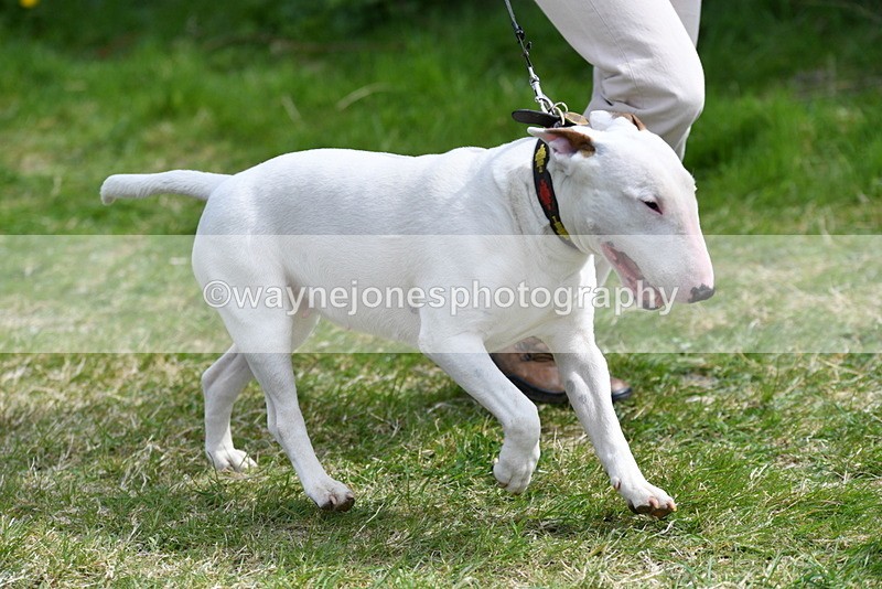 WJ5_0478 - Class 7 Best Terrier