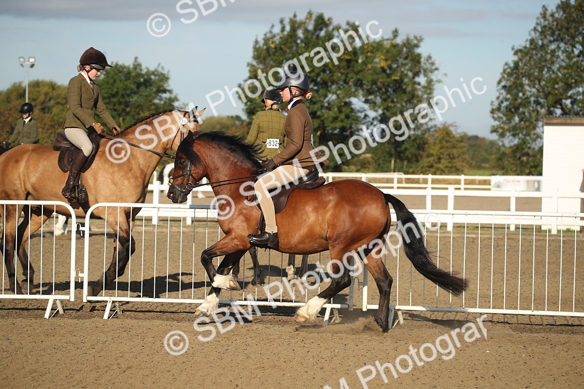 SBM_11552 - Class 502 - Riding Club Horse