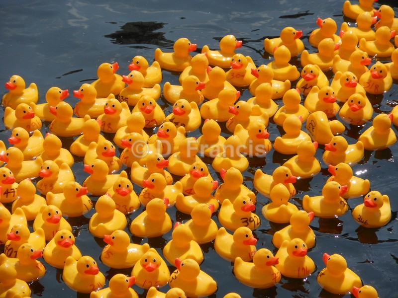 Image 4 - Rubber Duck Races, Paddington