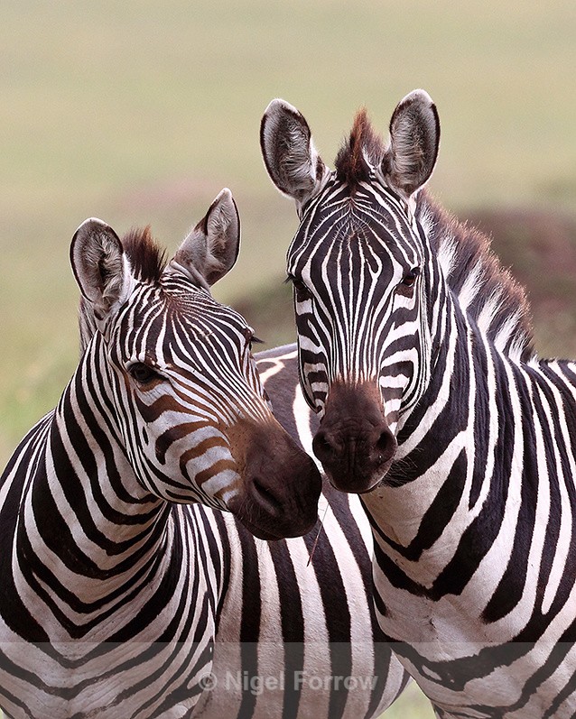 Zebras nuzzling - Zebra