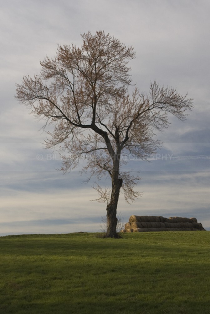 1 - The Tree Project