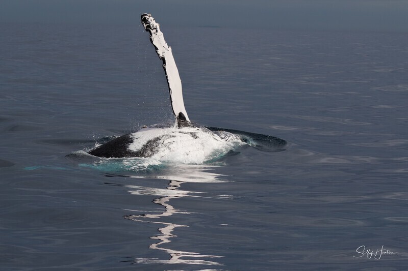 0A3A6615. Pectal Slap Reflection 6 - 2023 Whale Photos