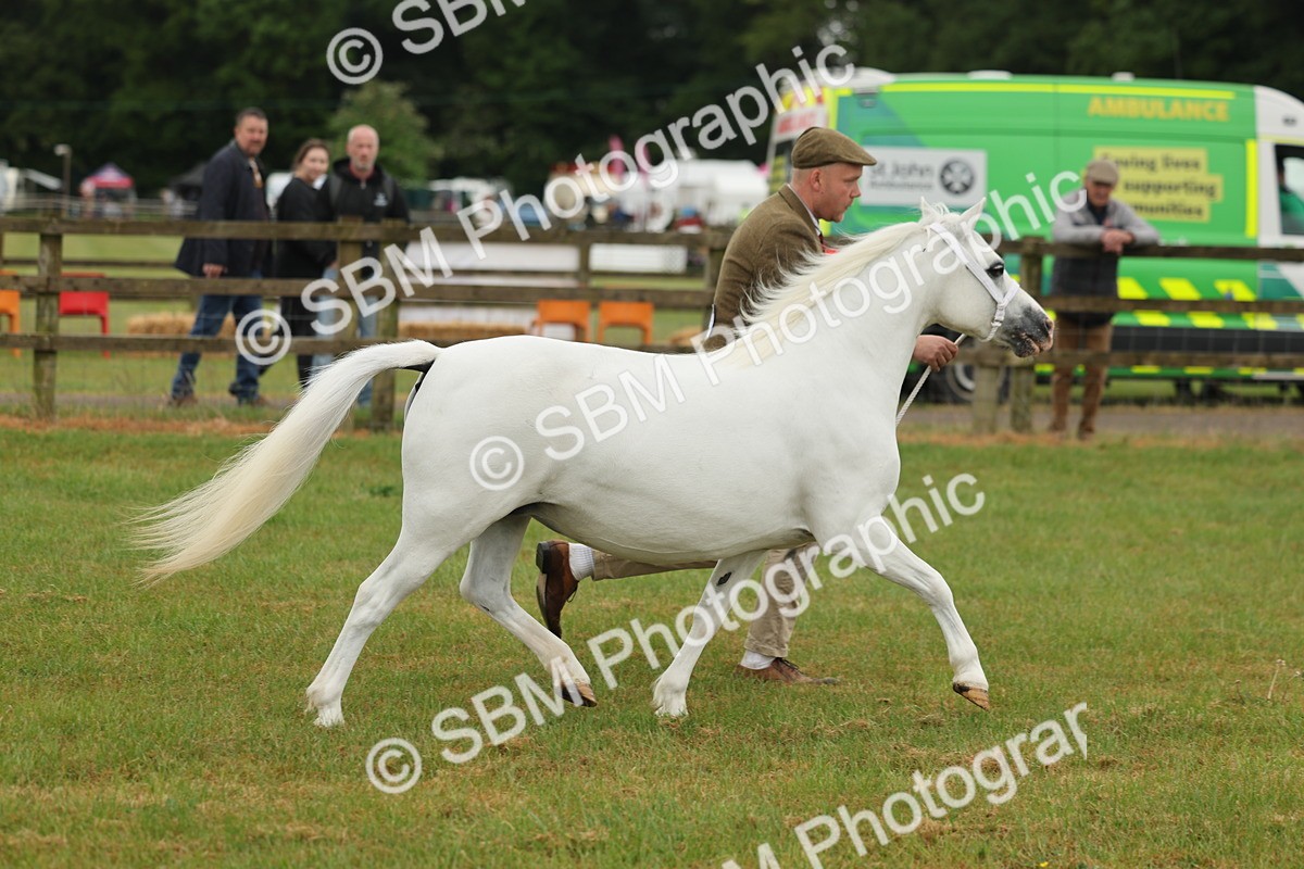 SBM_01549 - Class 50-57 - M&M Welsh Pony In Hand